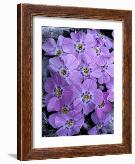 Siberian Phlox on Alpine Ridge, Brooks Range, Alaska National Wildlife Refuge, Alaska, USA-Hugh Rose-Framed Photographic Print