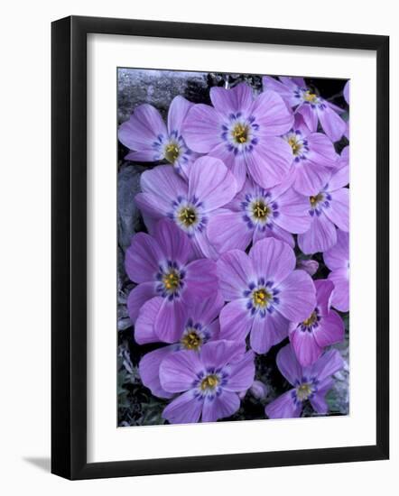 Siberian Phlox on Alpine Ridge, Brooks Range, Alaska National Wildlife Refuge, Alaska, USA-Hugh Rose-Framed Photographic Print