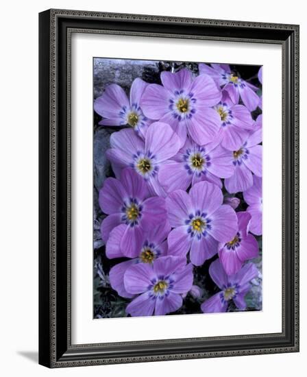 Siberian Phlox on Alpine Ridge, Brooks Range, Alaska National Wildlife Refuge, Alaska, USA-Hugh Rose-Framed Photographic Print