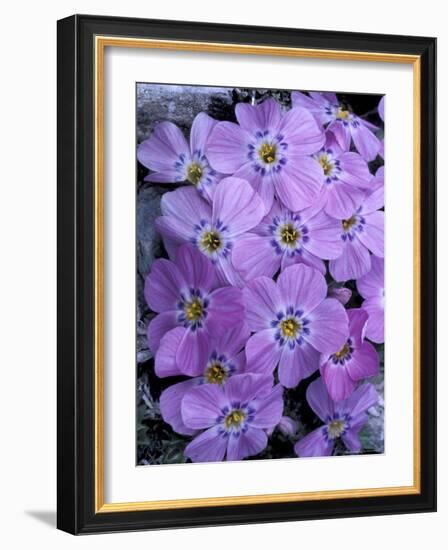 Siberian Phlox on Alpine Ridge, Brooks Range, Alaska National Wildlife Refuge, Alaska, USA-Hugh Rose-Framed Photographic Print