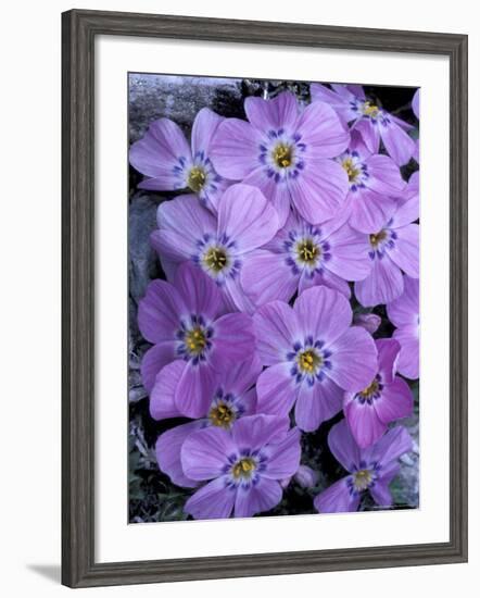 Siberian Phlox on Alpine Ridge, Brooks Range, Alaska National Wildlife Refuge, Alaska, USA-Hugh Rose-Framed Photographic Print