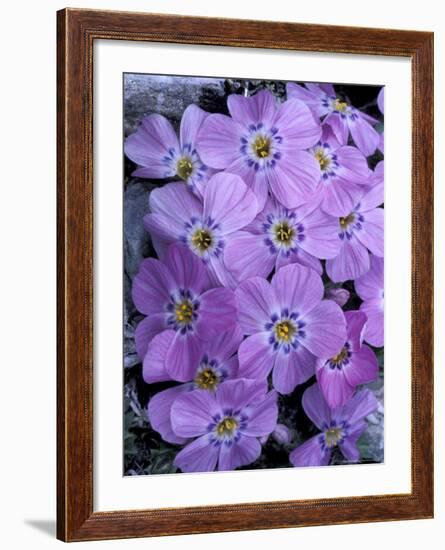 Siberian Phlox on Alpine Ridge, Brooks Range, Alaska National Wildlife Refuge, Alaska, USA-Hugh Rose-Framed Photographic Print