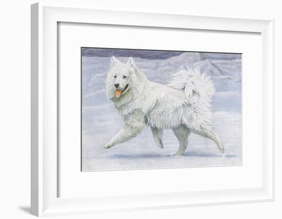 Siberian Reindeer Dog or Samoyed-null-Framed Art Print