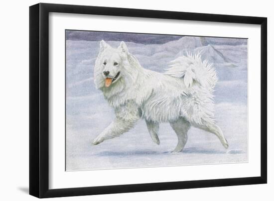 Siberian Reindeer Dog or Samoyed-null-Framed Art Print