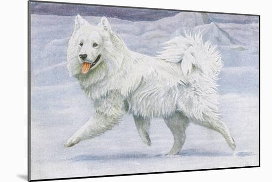 Siberian Reindeer Dog or Samoyed-null-Mounted Art Print