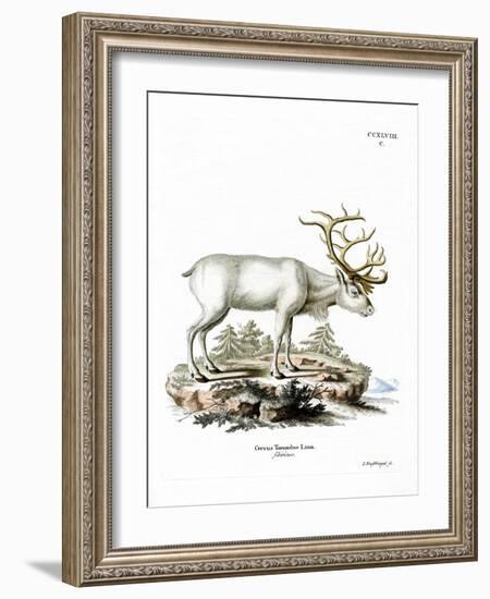 Siberian Reindeer-null-Framed Giclee Print