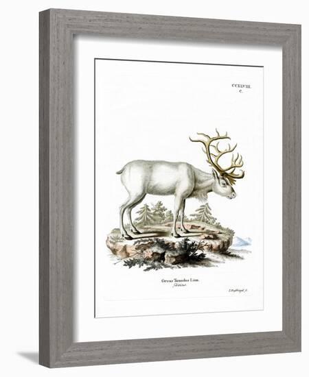 Siberian Reindeer-null-Framed Giclee Print