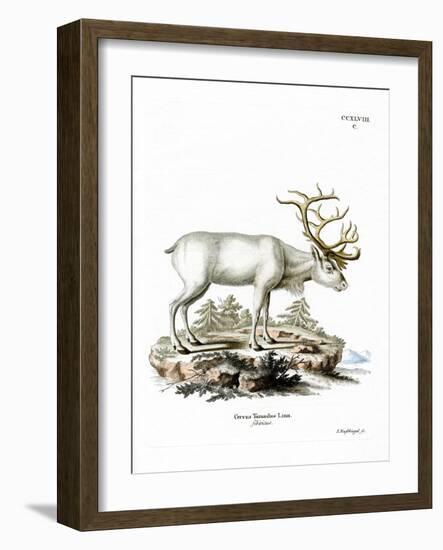 Siberian Reindeer-null-Framed Giclee Print