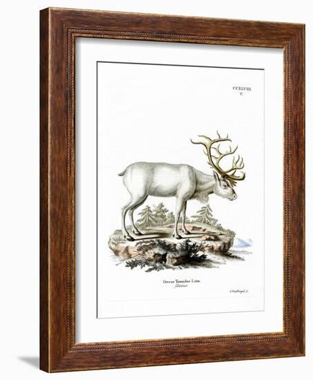 Siberian Reindeer-null-Framed Giclee Print