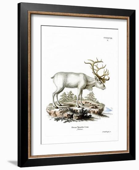 Siberian Reindeer-null-Framed Giclee Print