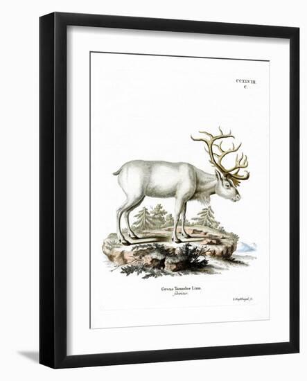 Siberian Reindeer-null-Framed Giclee Print