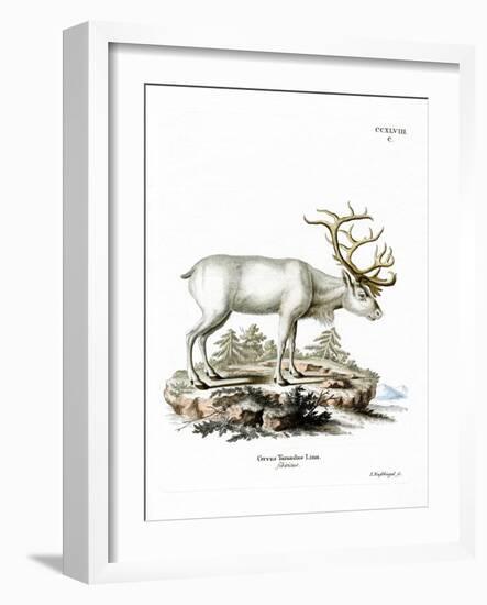 Siberian Reindeer-null-Framed Giclee Print