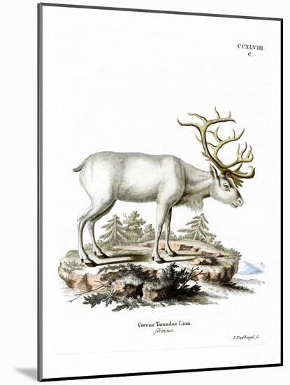 Siberian Reindeer-null-Mounted Giclee Print