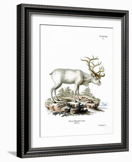 Siberian Reindeer-null-Framed Giclee Print