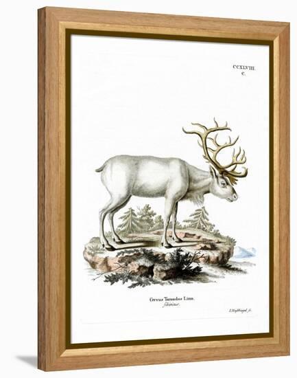 Siberian Reindeer-null-Framed Premier Image Canvas