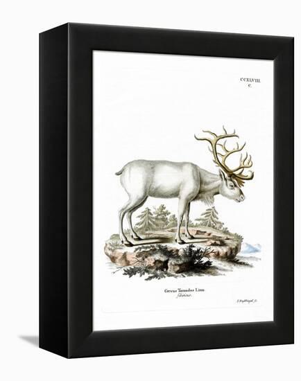 Siberian Reindeer-null-Framed Premier Image Canvas