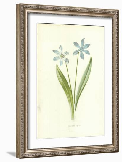 Siberian Squill-Frederick Edward Hulme-Framed Giclee Print