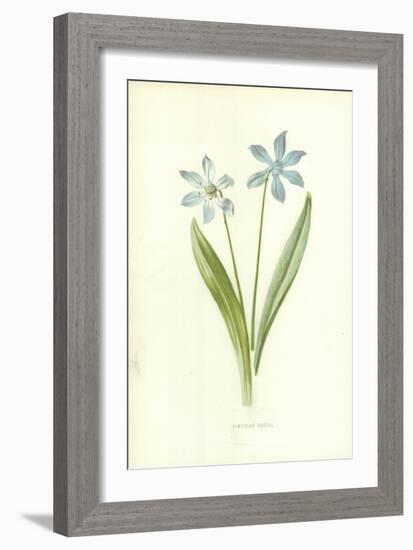 Siberian Squill-Frederick Edward Hulme-Framed Giclee Print