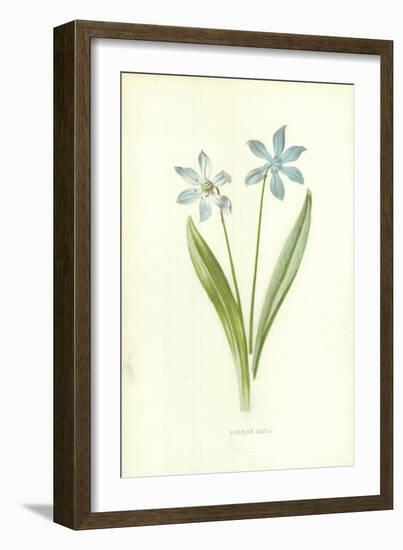 Siberian Squill-Frederick Edward Hulme-Framed Giclee Print