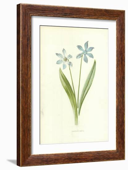 Siberian Squill-Frederick Edward Hulme-Framed Giclee Print