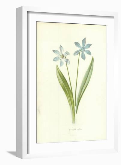 Siberian Squill-Frederick Edward Hulme-Framed Giclee Print