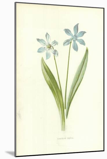 Siberian Squill-Frederick Edward Hulme-Mounted Giclee Print