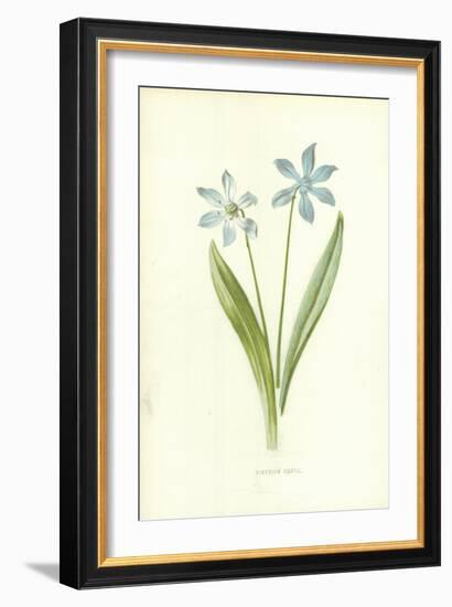 Siberian Squill-Frederick Edward Hulme-Framed Giclee Print