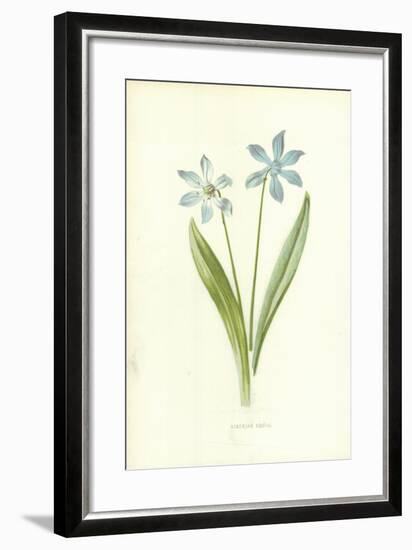 Siberian Squill-Frederick Edward Hulme-Framed Giclee Print