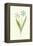 Siberian Squill-Frederick Edward Hulme-Framed Premier Image Canvas