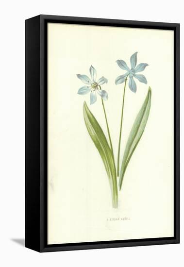 Siberian Squill-Frederick Edward Hulme-Framed Premier Image Canvas