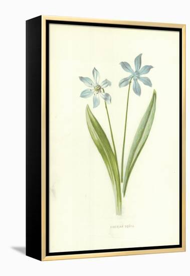 Siberian Squill-Frederick Edward Hulme-Framed Premier Image Canvas