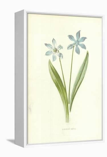 Siberian Squill-Frederick Edward Hulme-Framed Premier Image Canvas