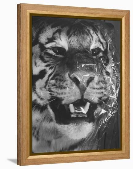 Siberian Tiger Covered in Storage at the American Museum of Natural History-Margaret Bourke-White-Framed Premier Image Canvas