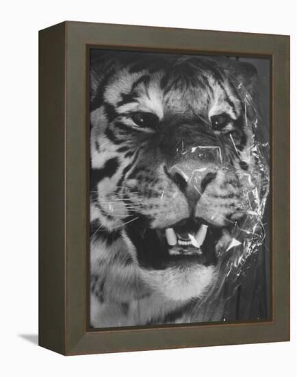 Siberian Tiger Covered in Storage at the American Museum of Natural History-Margaret Bourke-White-Framed Premier Image Canvas