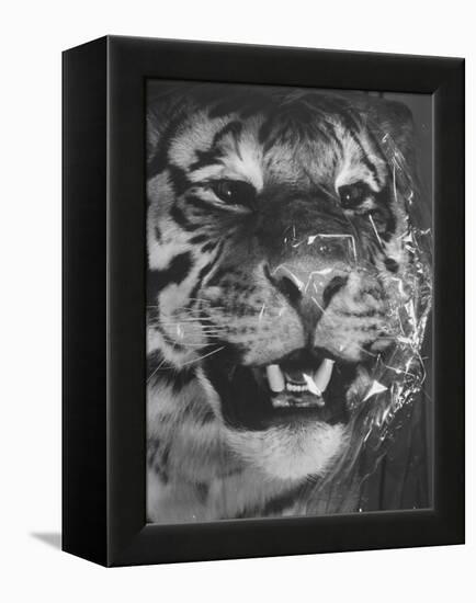 Siberian Tiger Covered in Storage at the American Museum of Natural History-Margaret Bourke-White-Framed Premier Image Canvas