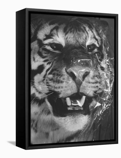 Siberian Tiger Covered in Storage at the American Museum of Natural History-Margaret Bourke-White-Framed Premier Image Canvas