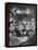 Siberian Tiger Covered in Storage at the American Museum of Natural History-Margaret Bourke-White-Framed Premier Image Canvas
