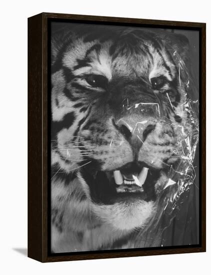 Siberian Tiger Covered in Storage at the American Museum of Natural History-Margaret Bourke-White-Framed Premier Image Canvas