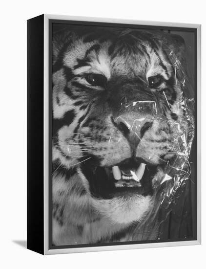 Siberian Tiger Covered in Storage at the American Museum of Natural History-Margaret Bourke-White-Framed Premier Image Canvas