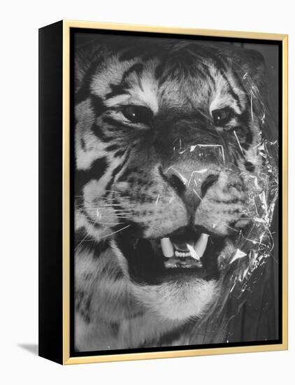 Siberian Tiger Covered in Storage at the American Museum of Natural History-Margaret Bourke-White-Framed Premier Image Canvas