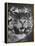 Siberian Tiger Covered in Storage at the American Museum of Natural History-Margaret Bourke-White-Framed Premier Image Canvas