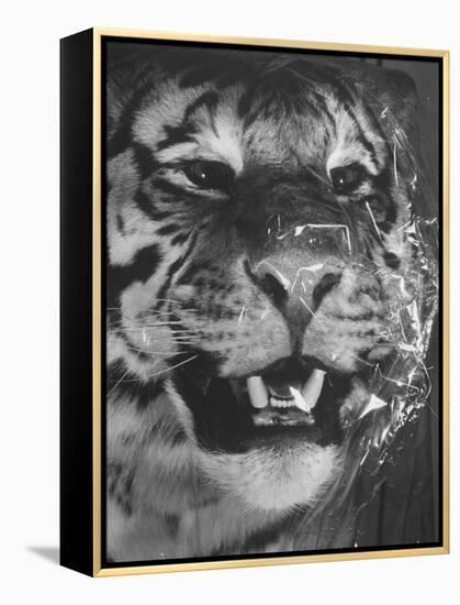 Siberian Tiger Covered in Storage at the American Museum of Natural History-Margaret Bourke-White-Framed Premier Image Canvas