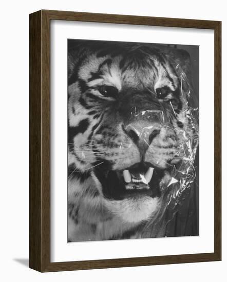 Siberian Tiger Covered in Storage at the American Museum of Natural History-Margaret Bourke-White-Framed Photographic Print