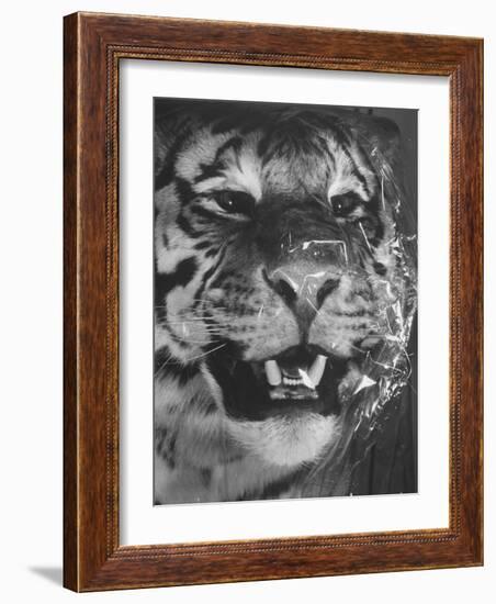 Siberian Tiger Covered in Storage at the American Museum of Natural History-Margaret Bourke-White-Framed Photographic Print