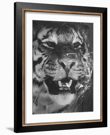 Siberian Tiger Covered in Storage at the American Museum of Natural History-Margaret Bourke-White-Framed Photographic Print