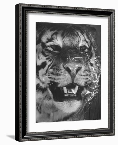 Siberian Tiger Covered in Storage at the American Museum of Natural History-Margaret Bourke-White-Framed Photographic Print