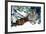 Siberian Tiger Endangered Species-null-Framed Photographic Print