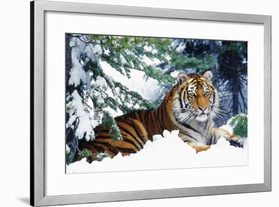 Siberian Tiger Endangered Species-null-Framed Photographic Print