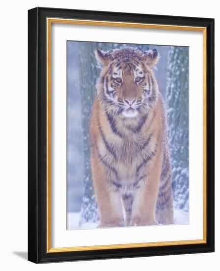 Siberian Tiger in Snow Storm-Edwin Giesbers-Framed Photographic Print