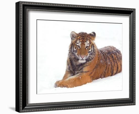 Siberian Tiger in Snow-Edwin Giesbers-Framed Photographic Print